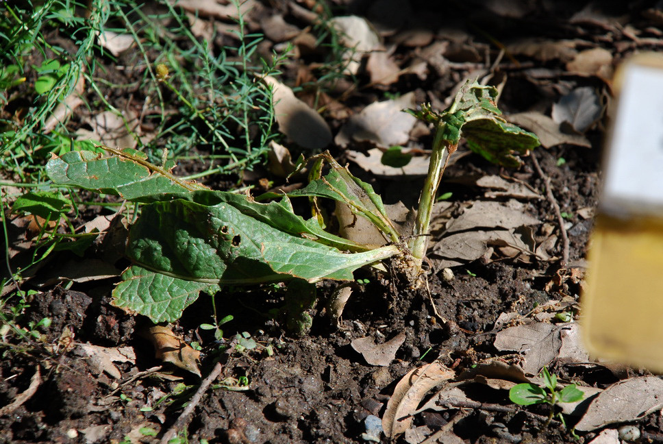 Orto Botanico_016.JPG - MANDRAGORA